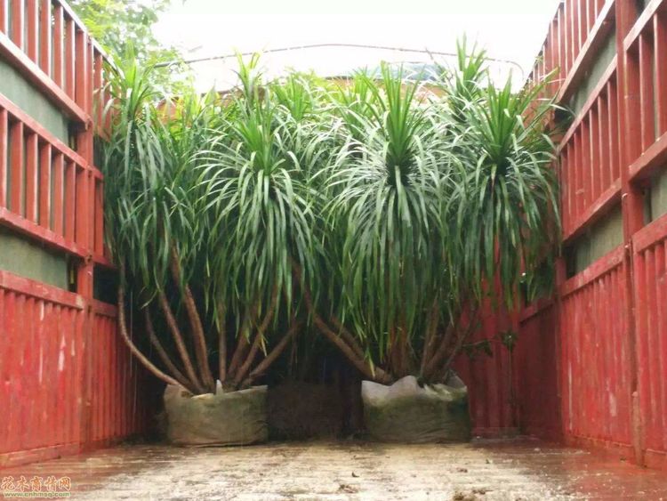 色彩斑斓鲜艳美丽的龙血树