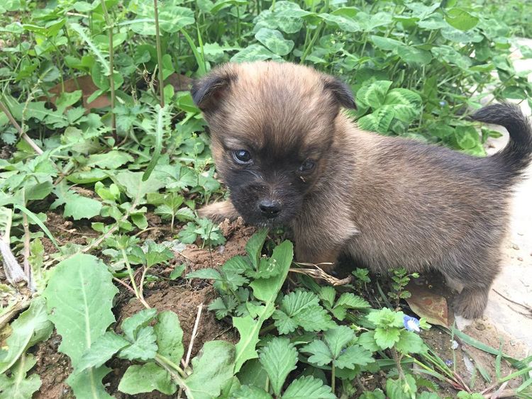 生活资讯:田园犬给我们的"快乐"是一样的