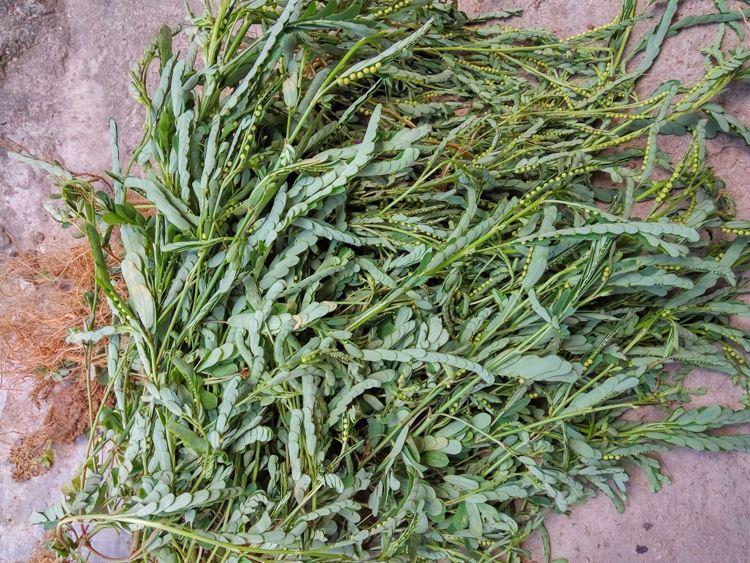 人称"龙珠草",农村娃当玩具,却不知价值珍贵,是治蛇咬伤良药