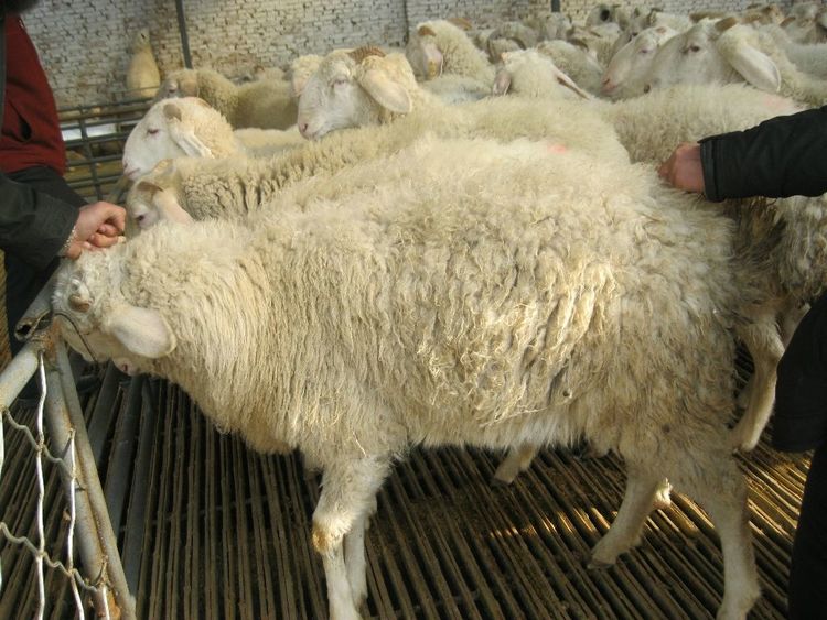 因为这时候温度比较低,虽然说羊的身体外面有一层厚厚的毛,但是它也