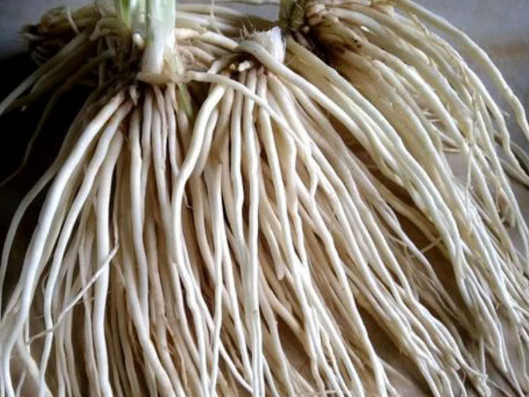 比韭菜还厉害的韭根药用价值很高,炒着吃香味浓郁,农村很常见