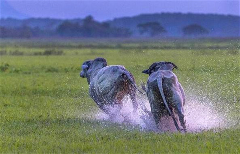 两头牛"草原大战",激烈厮杀后双双倒地,下一幕看傻众人