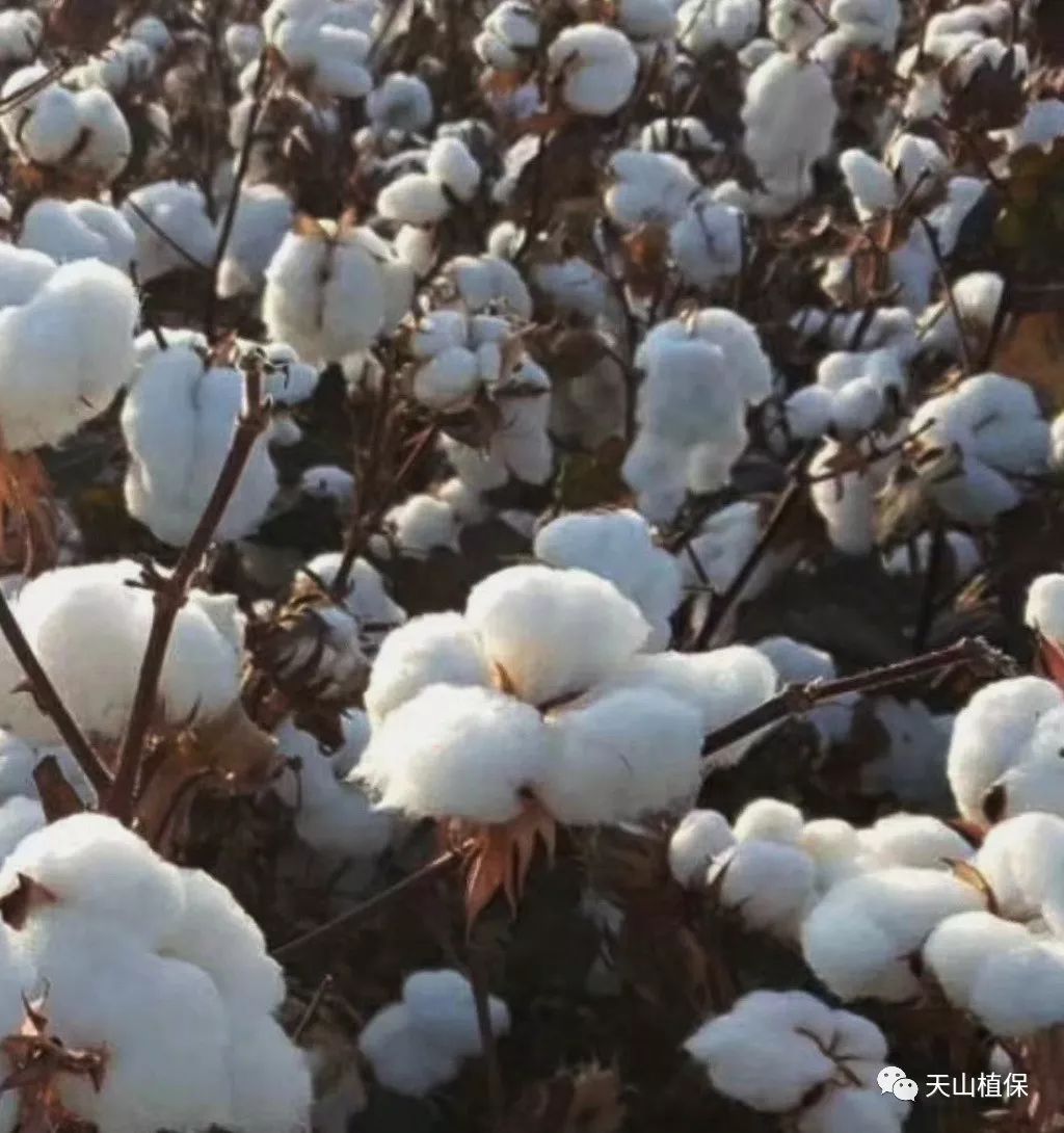 11月5日棉花市场信息,你怎么看?