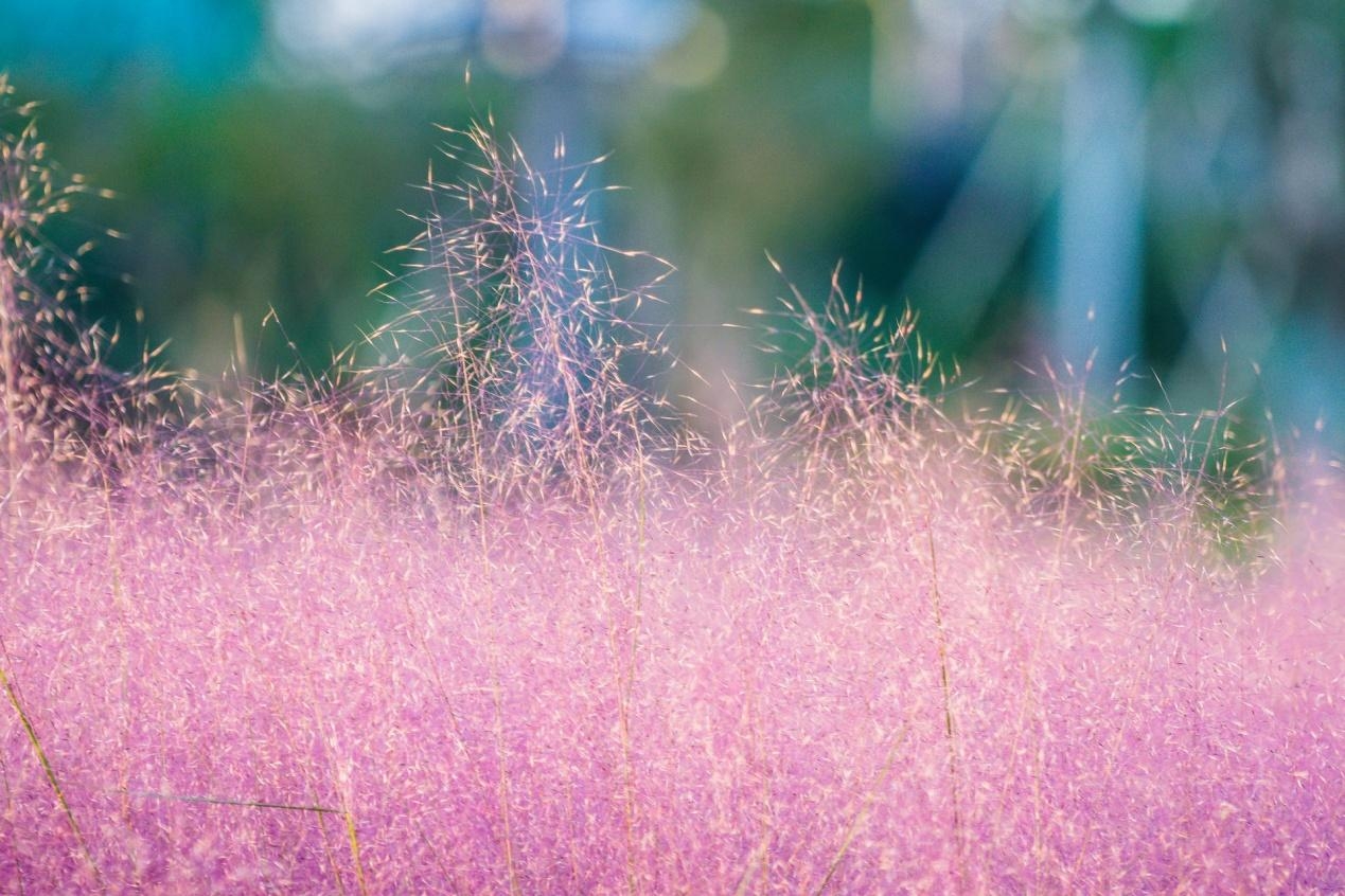 这种粉红色的小草, 因成为秋天的网红而遭到破坏, 好可惜