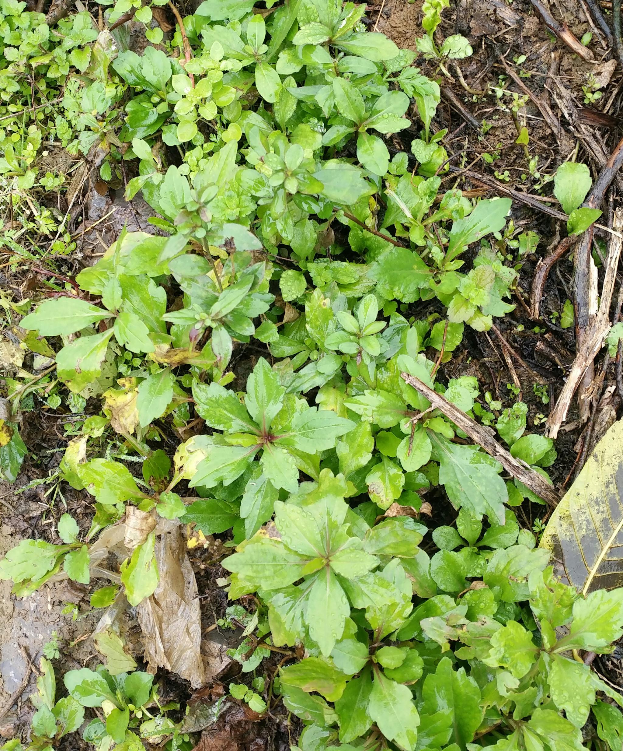 鱼鳅串这种药食两用的植物农村人却割来喂猪简直太可惜了