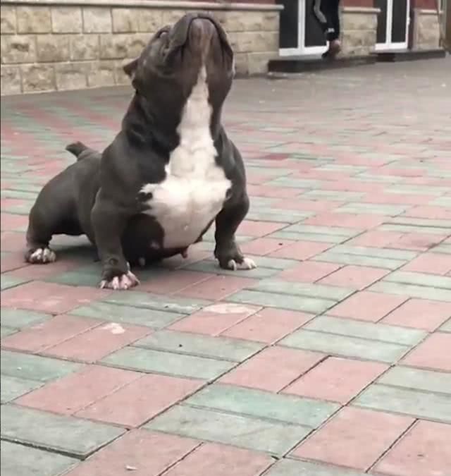 健身蛋白粉还是增肌粉好 健身蛋白粉什么牌子最推荐