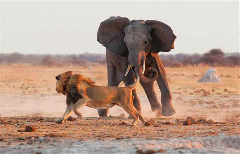 狮子到底能否打得过大象,看完这组照片,你就知道结果了!