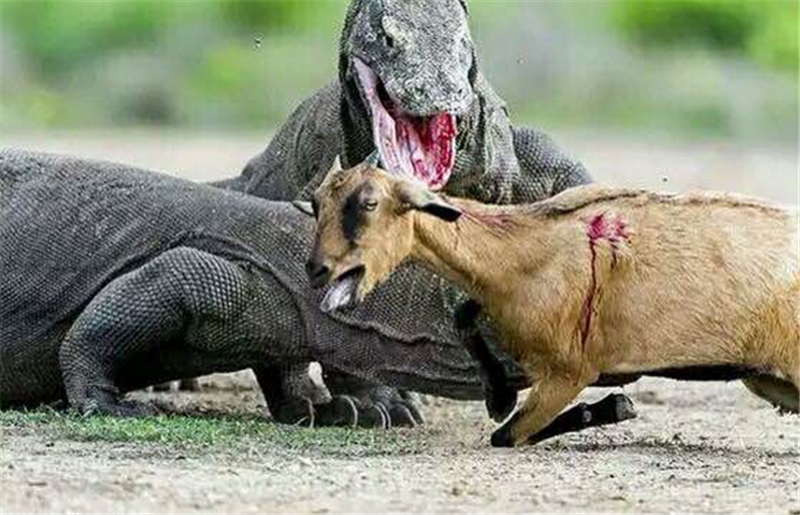 变态科莫多巨蜥一口咬碎山羊头部,场面实在太血腥了