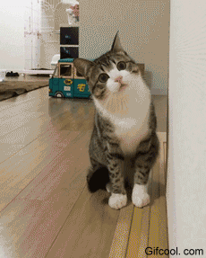 230_287gif 动态图 动图