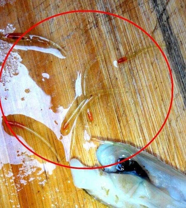 现在正是吃蛏子的季节蛏子里有一根像虫子一样的线你扯掉了吗