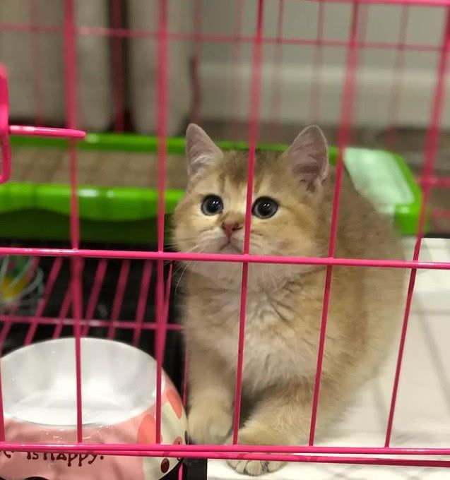 宠物店遇到一只猫咪本不想理会但它这个眼神真心拒绝不了