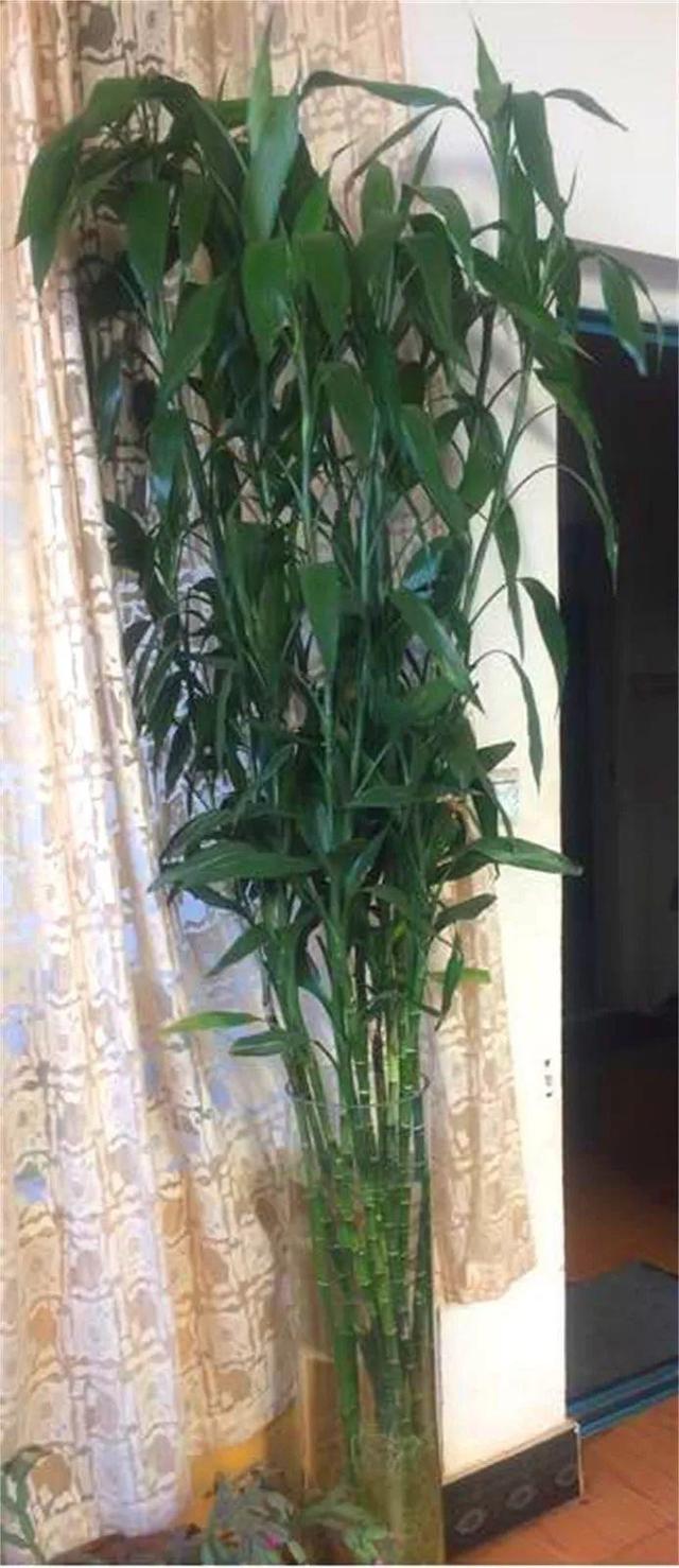 富贵竹越长越丑?赶紧拦腰砍,一夜蹿出8个芽!