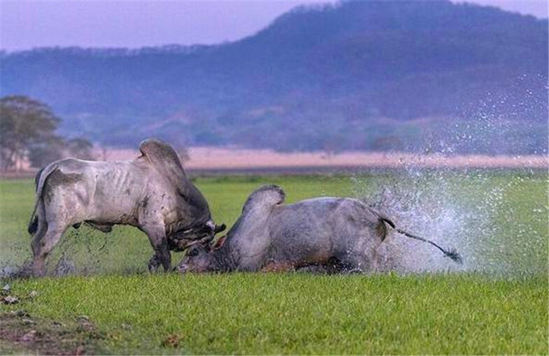 两头牛"草原大战",激烈厮杀后双双倒地,下一幕看傻众人