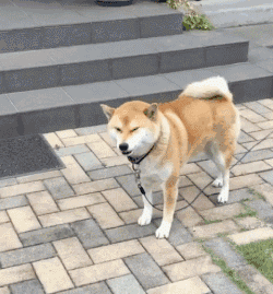 柴柴就是天生的表情包,傲娇中又有那么一点羞涩.