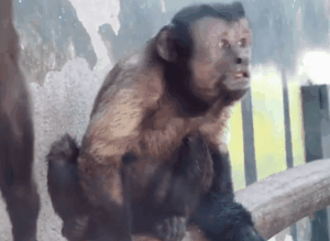 猴子长了一张国字脸人称移动表情包其实是动物园里的小寿星