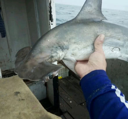 渔民捕到一只头像锤子的怪鱼,得知真相吓出一身冷汗!