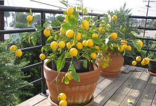 这四种果树都可以在阳台盆栽,养好了结的果子全家吃不完!