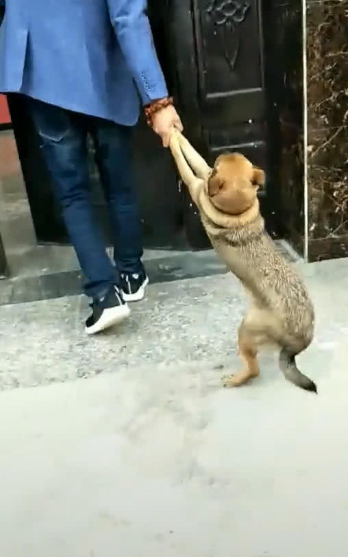 家狗一夜未归,第二天父亲拎着它回来,网友笑喷:这画面看着眼熟
