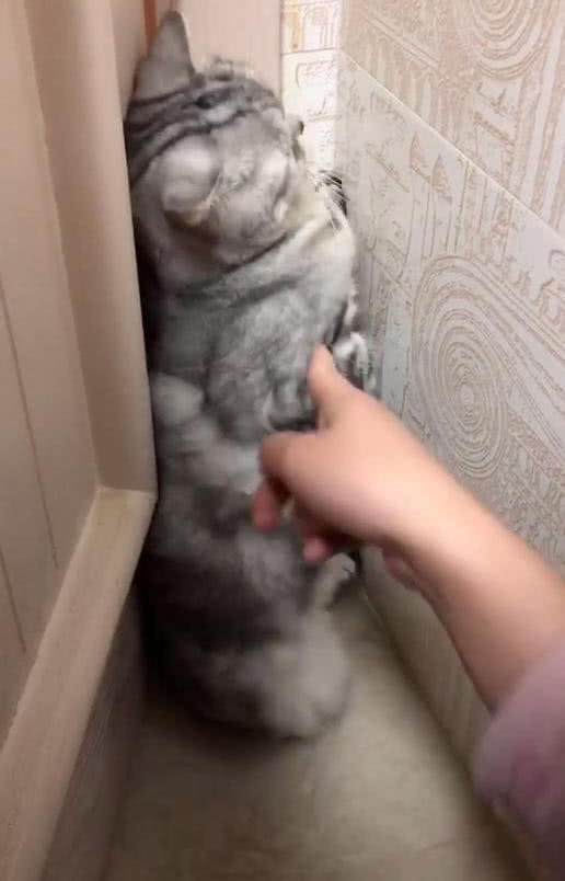 猫咪生气躲在墙角,主人用手摸猫时,猫还十分抗拒,猫:我生气了