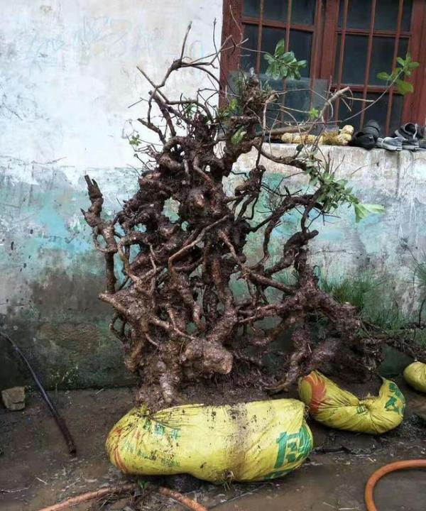 200元买的一棵刺柏下山桩养活上盆后卖了1800元网友捡漏了