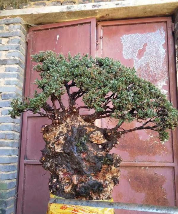 200元买的一棵刺柏下山桩养活上盆后卖了1800元网友捡漏了