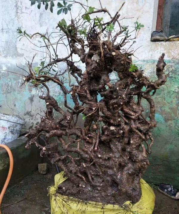 200元买的一棵刺柏下山桩养活上盆后卖了1800元网友捡漏了