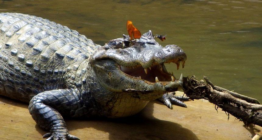 比如,某些蝴蝶就可以鳄鱼的眼睛中啜饮眼泪.