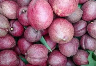 农村种植这种特种水果,一斤60元,每亩产量高达