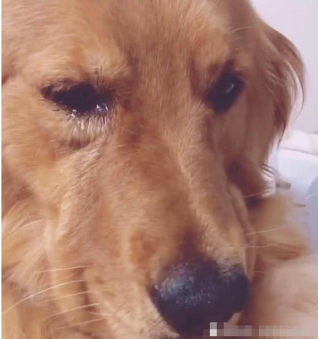 金毛被土狗欺负后,回家就开始委屈巴巴的哭,主人心疼坏了