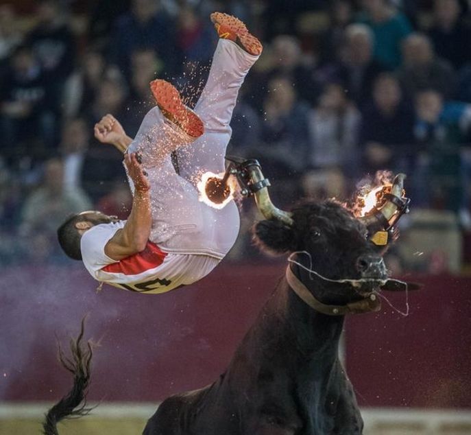 斗牛士调戏公牛,被牛顶的瞬间全场沸腾