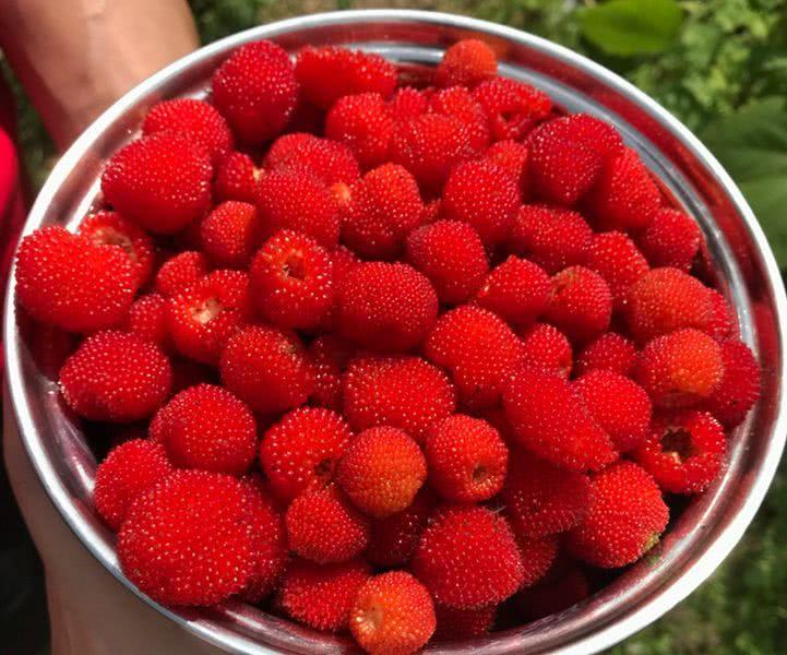 儿时记忆里的野果子城里人几乎没人见过全吃过的多半是80后