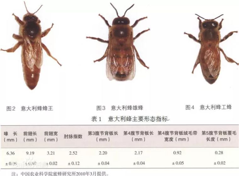 知蜜| 我不叫蜜蜂,请喊我意大利蜂