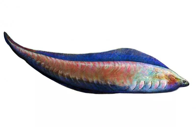 世界上第一种鱼,也是所有脊椎动物的祖先,就生活在我国云南地区