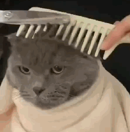 主人用猫咪的头来练习理发猫坐在那一动不动喵我也不敢动