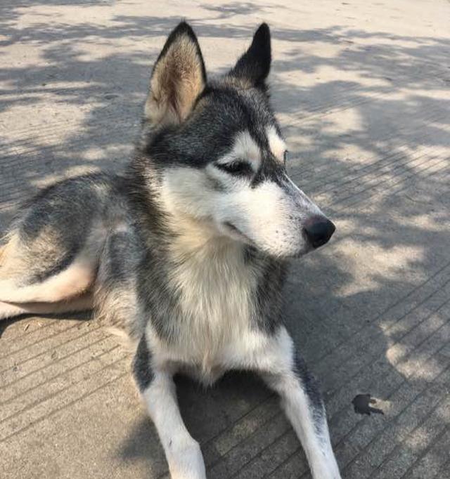 哈士奇和土狗生下的串串狗,狗舍老板看后眼睛发亮,出价一万!