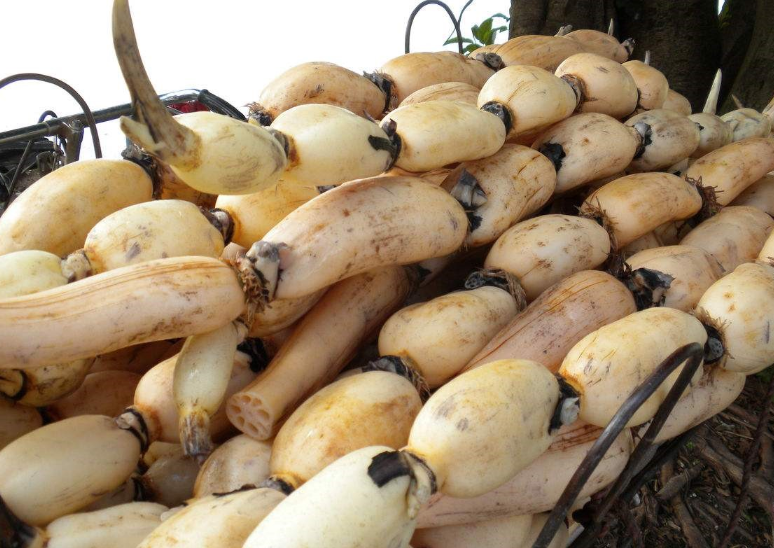 春节买藕别跟风,知道这2点区别,莲藕一挑一个准