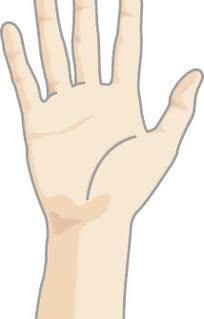 人类为什么喜欢用右手？早在几十万年前人类就习惯右手了！|右手|人类|菲尔_新浪新闻