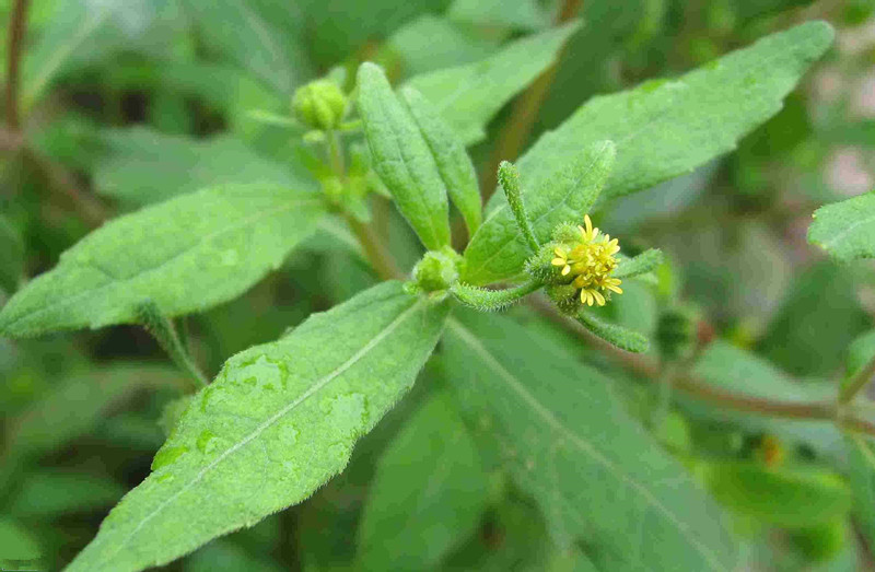 把豨莶草叫风湿草一点也不亏,因为它的确是祛风湿