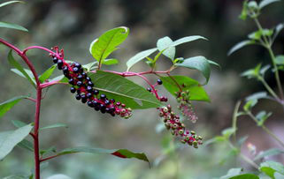 农村路边这种野草,农民不知其价值这么珍贵,农民可发展种植!