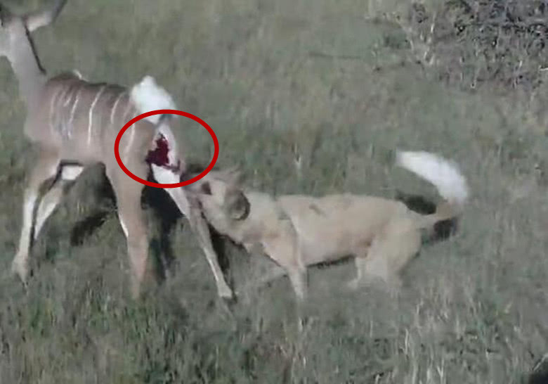 羚羊不幸被鬣狗活吃而且用的是掏肛绝技画面竟惨不忍睹