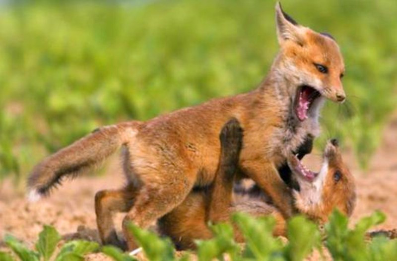 两只小狐狸为争食物大打出手,张嘴互咬,摁倒在地掐脖子不放