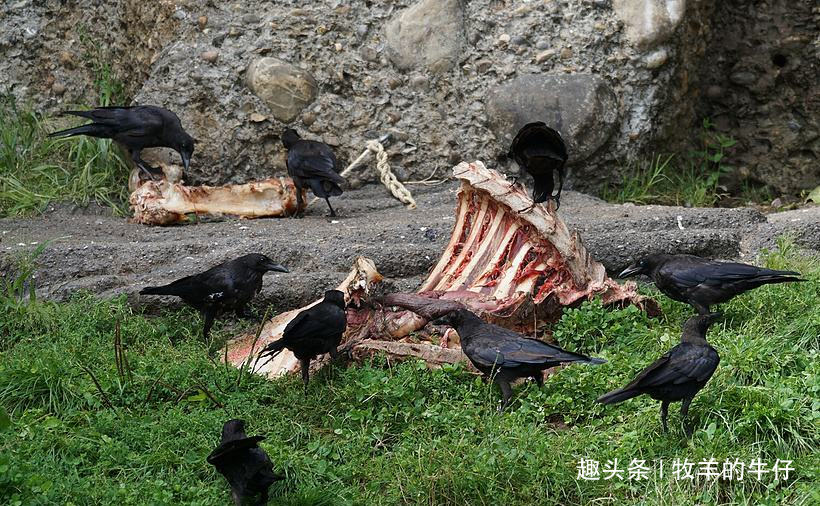 名气很大,见过人并不多,堪称"最流氓动物",却以腐肉为食!