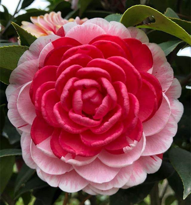 茶花只开一种颜色?快扔了,学了这个高技术,一株开10种颜色