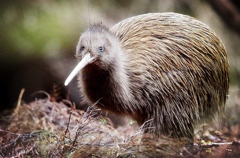 世界上没翅膀没尾巴的鸟,鼻孔长在嘴尖上,雌鸟下蛋雄鸟孵蛋|新西兰|几
