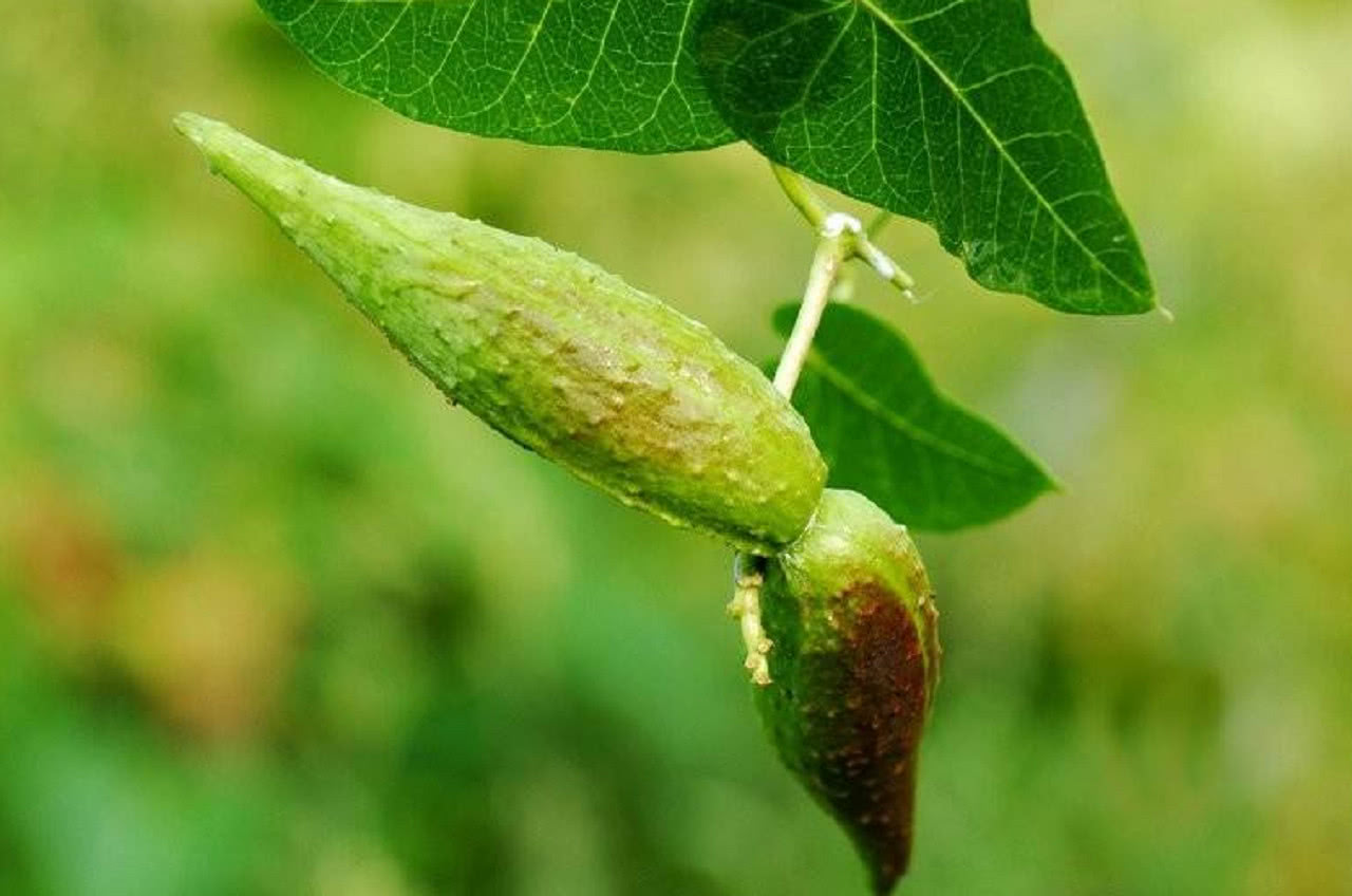 农村有种植物叫"麻雀棺材",见到记得一定要摘回家,有惊喜|草药|麻雀
