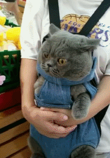 得jiojio都不敢从兜里拿出来了,完全呆住了,乍一看还以为是个玩具呢