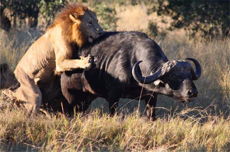 狮子攻击水牛,不料命根子却被攻击,最后水牛的表现让人意外