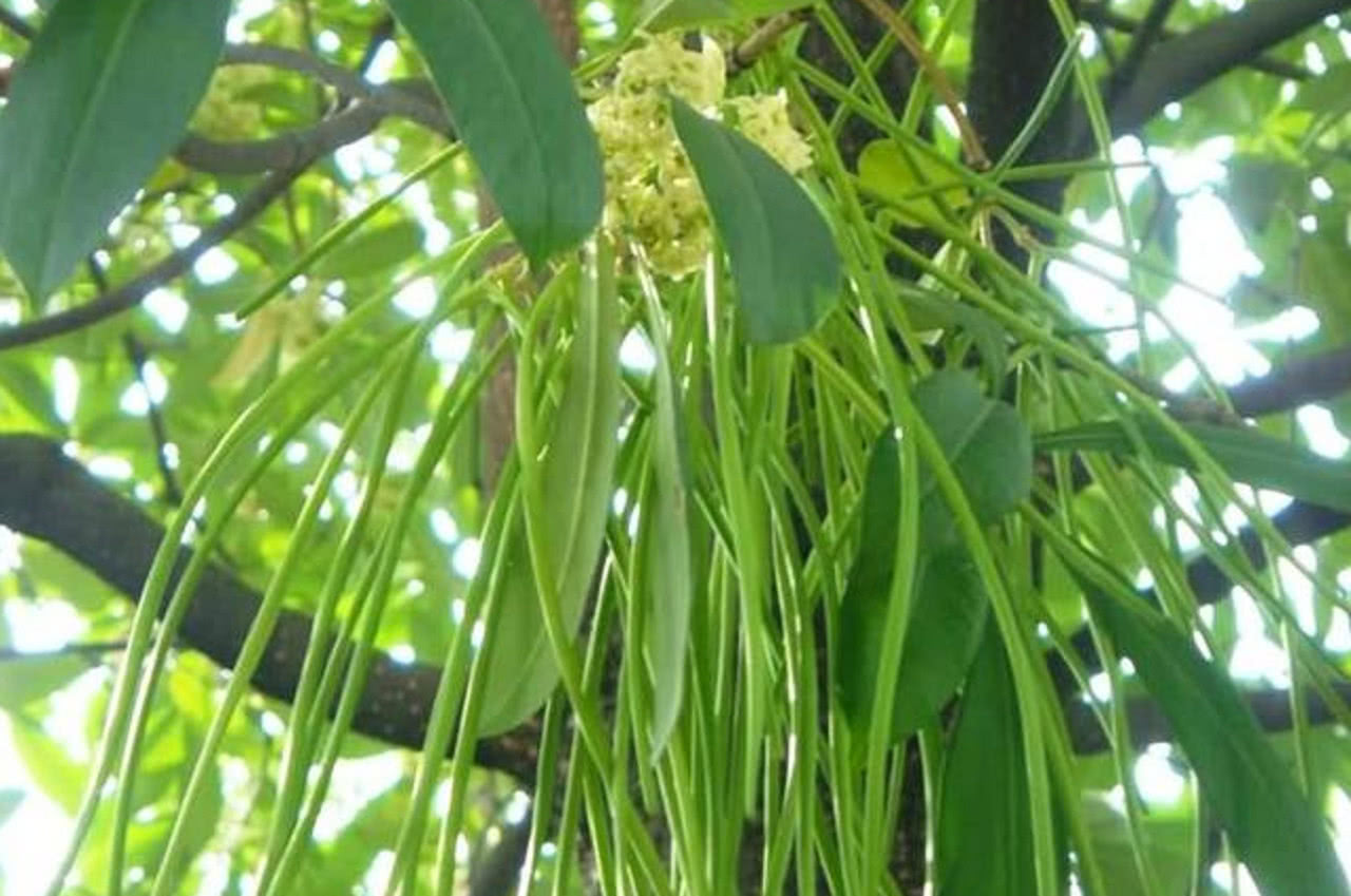 农村这种树结的果是天然"面条",洗干净直接煮,比真的面条好吃