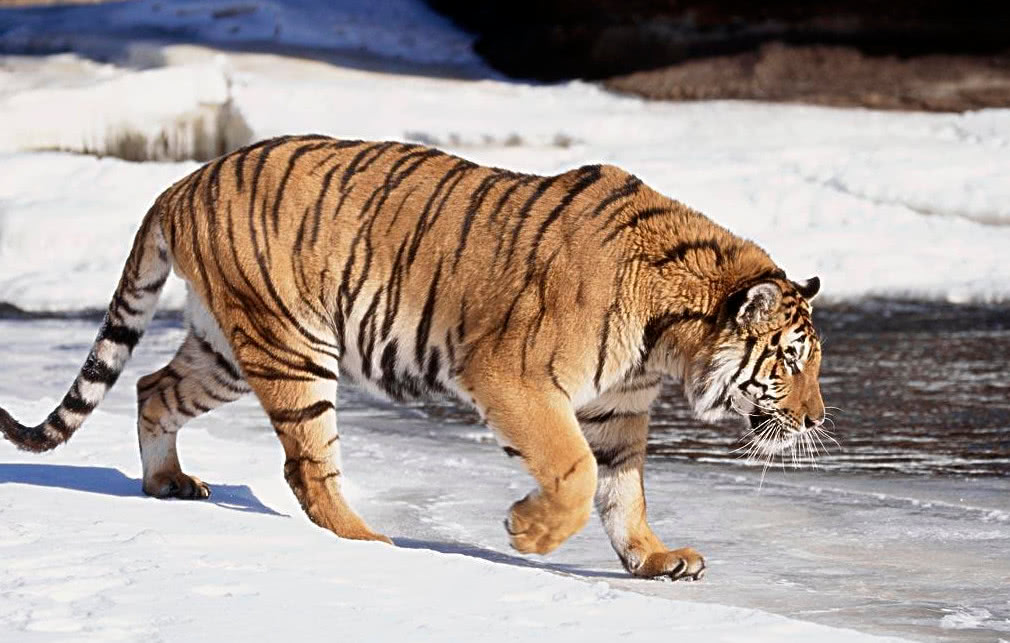 西伯利亚虎有着极其强壮的四肢,特别它的前肢,西伯利亚虎的前掌的击打