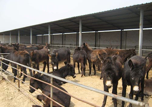 农村禁养"生威",4类养殖场要被查封,村干部带头执行,跑不掉